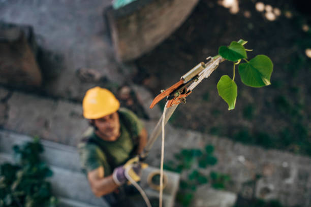 Best Fruit Tree Pruning  in St Paul Park, MN